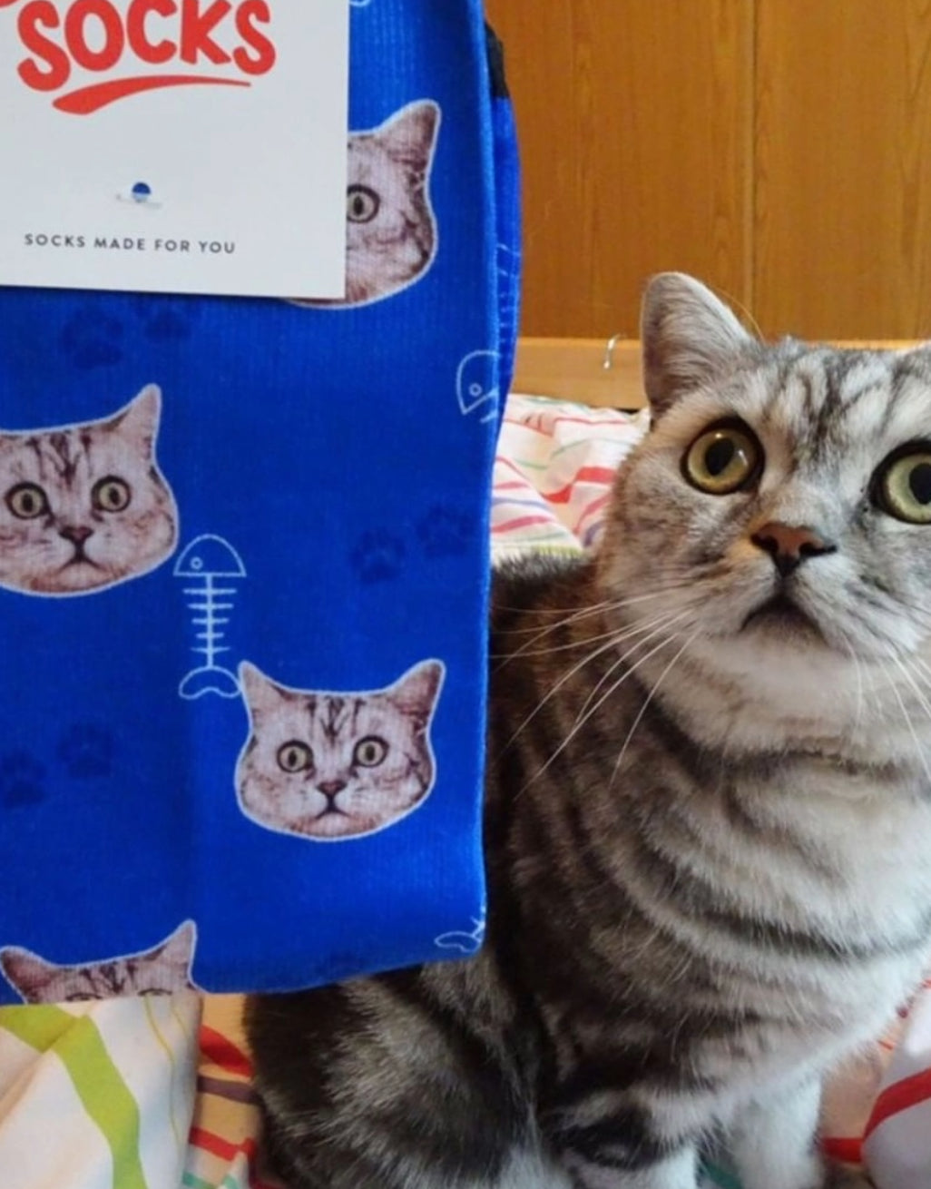 Your Cat On Socks